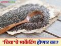 Chia Cultivation : 'चिया'ला हक्काची बाजारपेठ मिळणार तरी कधी? वाचा सविस्तर - Marathi News | Chia Cultivation: When will chia get its rightful market? Read in detail | Latest agriculture News at Lokmat.com