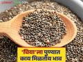Chiya Seeds Market : वाशिमच्या 'चिया'ला पुण्यात बाजारात मागणी; कसा मिळला दर ते वाचा सविस्तर - Marathi News | Chiya Seeds Market: Washim's 'Chia' is in demand in the Pune market; Read in detail how the price was obtained | Latest agriculture News at Lokmat.com