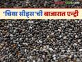 Chia Seeds: 'चिया सीड्स'ची बाजारात एन्ट्री; प्रारंभी काय मिळाला दर वाचा सविस्तर - Marathi News | Chia Seeds: 'Chia Seeds' entered the market; Read the price in detail. | Latest agriculture News at Lokmat.com