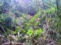 चक्रिवादळामुळे जंगलातील महाकाय वृक्ष कोसळले - Marathi News | Due to the cyclonic storm, large trees in the forest collapsed | Latest raigad News at Lokmat.com