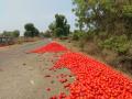 चोपडा रस्त्यावर टोमॅटोचा लाल चिखल - Marathi News | Tomato red mud on the Chopda road | Latest jalgaon News at Lokmat.com