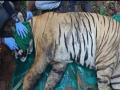 बचाव मोहिमेंतर्गत ताडोबातील गंभीर अवस्थेतील छोटा मटका वाघ जेरबंद; 'ट्रांझिट ट्रीटमेंट सेंटर'ला हलवलं - Marathi News | Critically ill Tadoba tiger captured as part of rescue operation | Latest chandrapur News at Lokmat.com