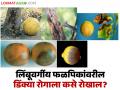 Citrus Gummosis Disease : संत्रा बाग वाचवायची असेल तर 'हे' उपाय आजच करा वाचा सविस्तर - Marathi News | latest news Citrus Gummosis Disease : If you want to save the orange grove, take these measures today. Read in detail | Latest agriculture News at Lokmat.com