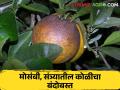 लिंबूवर्गीय फळपिकांत आली ही कीड; कसे कराल नियंत्रण - Marathi News | This pest has occurred in citrus fruit crops; How to control | Latest agriculture News at Lokmat.com