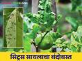 लिंबूवर्गीय फळपिकांवरील रोग प्रसारक सिट्रस सायला किडीचे असे करा नियंत्रण - Marathi News | Control of disease vector Citrus psylla pest on citrus fruit crops | Latest agriculture News at Lokmat.com