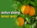 लिंबूवर्गीय फळांची दोन कोटी कलमे उपलब्ध करा - Marathi News | Provide two crore seedlings of citrus fruits | Latest agriculture News at Lokmat.com