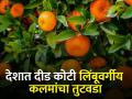 संत्रा, माेसंबी उत्पादनात भारत जगात तिसरा पण लिंबूवर्गीय कलमांचा तुटवडा - Marathi News | India is third in the world in production of oranges, mesambi, but there is a shortage of citrus seedlings | Latest agriculture News at Lokmat.com