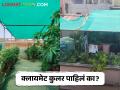 Climate Cooler : छतावर गार्डन उभारलं, घराचं तापमान 15 डिग्रीपर्यंत कमी झालं! वाचा सविस्तर  - Marathi News | Latest News Setting up garden on roof of house reduces temperature by 15 degrees in nagpur | Latest agriculture News at Lokmat.com