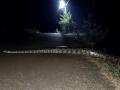 महाकाय अजगराच्या व्हायरल व्हिडिओमुळे चर्चेला उधाण अन् मग...  - Marathi News | The viral video of the giant python sparked the discussion in kasara | Latest thane News at Lokmat.com