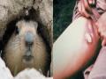 Bubonic plague: कोरोनापाठोपाठ आणखी एका विषाणूचा मानवाला धोका; चीनने केला अलर्ट जारी - Marathi News | Bubonic plague: Risk Of Spreading Chinese City Warns Of Bubonic Plague After Corona | Latest international News at Lokmat.com