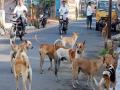 कोपरगावात मोकाट कुत्र्यांचा तीन बालकांवर हल्ला; बालक गंभीर जखमी - Marathi News | Three children attacked by loose dogs in Kopargaon; Child seriously injured | Latest ahilyanagar News at Lokmat.com