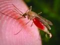 डास माणसाचं रक्त का पितात? वैज्ञानिकांनी सांगितलं हैराण करणारं कारण - Marathi News | when mosquito did not get water, they suck human blood study reveals | Latest health Photos at Lokmat.com