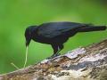 कावळे असोत वा मधमाश्या, AI शोधतेय त्यांच्या ‘भाषे’चा अर्थ! - Marathi News | Be it crows or bees, AI is looking for the meaning of their language | Latest editorial News at Lokmat.com