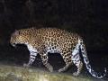 नागाव परिसरात बिबट्याची दहशत कायम - Marathi News | Leopard terror continues in Nagaon area | Latest raigad News at Lokmat.com