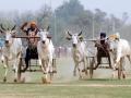 रोमांच, थरार आणि धुरळा - Marathi News | Thrills, thrills and thrills Editorial about bullock cart race permission | Latest editorial News at Lokmat.com