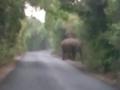 आंबोलीत महाकाय हत्तीचे दर्शन, परिसरात भीतीचे वातावरण - Marathi News | The sighting of a giant elephant in Amboli, an atmosphere of fear in the area | Latest sindhudurga News at Lokmat.com