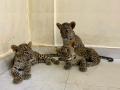 नाशिक परिक्षेत्रात आढळून आलेली बिबट्याची तीन पिल्ले मुंबईत - Marathi News | Three leopard cubs found in Nashik range in Mumbai | Latest mumbai News at Lokmat.com