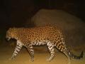 घोडबंदर परिसरात बिबट्याचे दर्शन  - Marathi News | Sighting of leopard in Ghodbunder area | Latest thane News at Lokmat.com