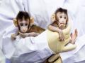 क्लोनिंग तंत्रज्ञानाने दोन माकडांचा जन्म, संशोधनासाठी वरदान - Marathi News | Two Monkeys born with cloning technology, boon for research | Latest national News at Lokmat.com