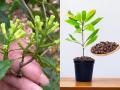 Gardening Tips For Clove Plant : छोट्याशा कुंडीतही लावता येईल लवंगाचं रोप, घरच्याघरी मिळेल सुगंधी लवंग - Marathi News | clove plant gardening tips how to grow lavang plant in pots how to grow lavang at home naturally kitchen gardening clove plant tips spices plant growing in small pots | Latest sakhi News at Lokmat.com
