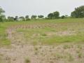अकोला जिल्ह्यातील पीक नुकसानीचे पंचनामे कासवगतीने - Marathi News | Punchnama of crop loss in Akola district at a snail's pace | Latest akola News at Lokmat.com