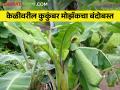 केळीवरील कुकुंबर मोझॅक व्हायरस रोगाचे व्यवस्थापन - Marathi News | Management of Cucumber mosaic virus disease on banana | Latest agriculture News at Lokmat.com