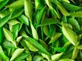 वजन कमी करण्यासाठी कढीपत्ता फायद्याचा - Marathi News | Curry recipes to lose weight | Latest beauty News at Lokmat.com