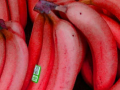 ​लाल केळी आरोग्यासाठी फायदेशीर ! - Marathi News | Red banana is beneficial for health | Latest health News at Lokmat.com