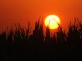 दिवसापेक्षा रात्र झटपट गरमी का वाढते? - Marathi News | Why do the heat increase day by day? | Latest fashion News at Lokmat.com