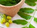 स्वादूपिंडाच्या कॅन्सरवर निंबाचा उपचार? - Marathi News | Numbalgic treatment of tainted cancer? | Latest beauty News at Lokmat.com