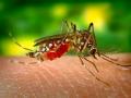 ​HEALTH : डासांपासून मुक्ततेसाठी करा घरगुती उपाय ! - Marathi News | HEALTH: Home remedies for getting rid of mosquitoes! | Latest health News at Lokmat.com