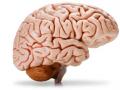 व्यायामामुळे वाढते मेंदूचे वय - Marathi News | Increased brain age due to exercise | Latest beauty News at Lokmat.com