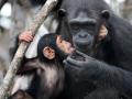 चिम्पॅझीने घेतले दुसर्‍या चिम्पॅझीचे मुल दत्तक - Marathi News | Another chimpanzee kid adopt chimpanzee | Latest fashion News at Lokmat.com