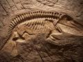 डायनासोरचे भव्य अवशेष सापडले - Marathi News | Dangerous residues of dinosaurs were found | Latest fashion News at Lokmat.com
