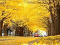 जगातील सर्वांग सुंदर 'ट्री टनेल्स' - Marathi News | The world's most beautiful 'tree tunnels' | Latest fashion News at Lokmat.com