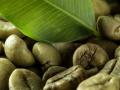HEALTH : ​जाणून घ्या ‘ग्रीन कॉफी’चे आश्चर्यकारक फायदे ! - Marathi News | HEALTH: Know the Benefits of Green Coffee! | Latest health News at Lokmat.com