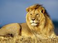 प्राण्यांमुळे उलगडले नेतृत्व गुणाचे रहस्य - Marathi News | The secret of leadership qualities unleashed by animals | Latest fashion News at Lokmat.com