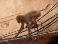 ​एका माकडामुळे संपूर्ण देश अंधारात - Marathi News | For a monkey, the entire country is in the dark | Latest fashion News at Lokmat.com