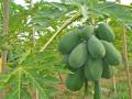 ​कच्च्या पपईचे आश्चर्यकारक फायदे ! - Marathi News | The amazing benefits of raw papaya! | Latest beauty News at Lokmat.com