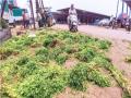 ‘हिरवा’ चिखल..! घ्यारे कोथिंबीर... कशाला विकत, घेऊन जा फुकट! - Marathi News | Due to the increase in the arrival of coriander, the farmers are worried about not getting the price | Latest kolhapur News at Lokmat.com
