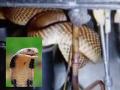 Cobra in Fridge: घरातल्या फ्रीजमध्ये किंग कोब्रा वेटोळे घालून बसलेला; सावध रहा, थंडीतच असे प्रकार होतात - Marathi News | king cobra sitting in a fridge in home; Be careful, this happens only in the cold, winter | Latest social-viral News at Lokmat.com