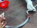 जखमी नागास शस्त्रक्रिया करून दिले जीवदान - Marathi News | Survived the life of the injured snake by surgery | Latest buldhana News at Lokmat.com