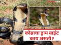 काही लोक विषारी कोब्राने दंश करूनही जिवंत राहतात, ते स्वत:हून वाचवतात काहींचा जीव...कसा ते पाहा... - Marathi News | | Latest jarahatke News at Lokmat.com