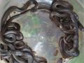 खामगावात आढळली नागाची ३३ पिले - Marathi News | 33 cobra found in Khamgaon | Latest buldhana News at Lokmat.com