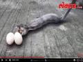 VIDEO : दोन कोंबड्यांना दंश करून कोब्राने गिळली 9 अंडी - Marathi News | VIDEO: Bitten by two chickens, got 9 eggs | Latest chandrapur News at Lokmat.com