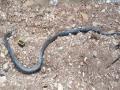 दुर्मिळ किंग कोब्राला ठेचून मारले, दोडामार्ग परिसरातील घटना - Marathi News | Rare King Cobra crushed, incident in Dodamarg area | Latest sindhudurga News at Lokmat.com