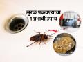 किचन-ओटा, बेसिनजवळ रात्री खूप झुरळं फिरतात? १ उपाय, एकही झुरळ घरात दिसणार नाही - Marathi News | How to Avoid Small Cockroaches in Kitchen : Small Cockroaches in Kitchen at Night | Latest sakhi News at Lokmat.com