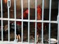 SEE PICS! Roosters put behind bars by police as cockfight betting case evidence in Telangana - Hindi News | SEE PICS! Roosters put behind bars by police as cockfight betting case evidence in Telangana | Latest national Photos at Lokmattimes.com
