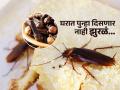कितीही स्वच्छता करा झुरळं काही जात नाहीत? ‘हा’ उपाय करा- एक झुरळ घरात दिसणार नाही - Marathi News | Beast and easy homemade remedy to get rid of cockroach from house | Latest sakhi News at Lokmat.com