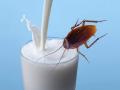 झुरळाचं दूध.... एेकून म्हणाल ईsss', पण भारीच गुणकारी - Marathi News | Is cockroach milk back as a superfood trend? | Latest international News at Lokmat.com